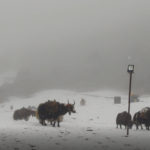 tengboche in a snowstorm, Nepal 2019